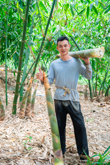 鼎冠配资 西牛麻竹笋 “鲜” 字篇：从清远山林到湾区餐桌的清甜馈赠
