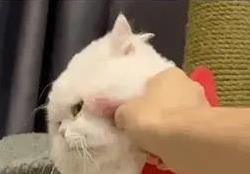 华夏理财 狸花猫霸气护家，大橘贪吃成患，你家猫是恶霸还是粘人精？