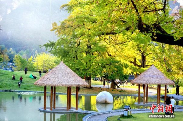 至慧策略 甘肃徽县：千年银杏“蘸”秋色 嘉陵江畔“染”诗情